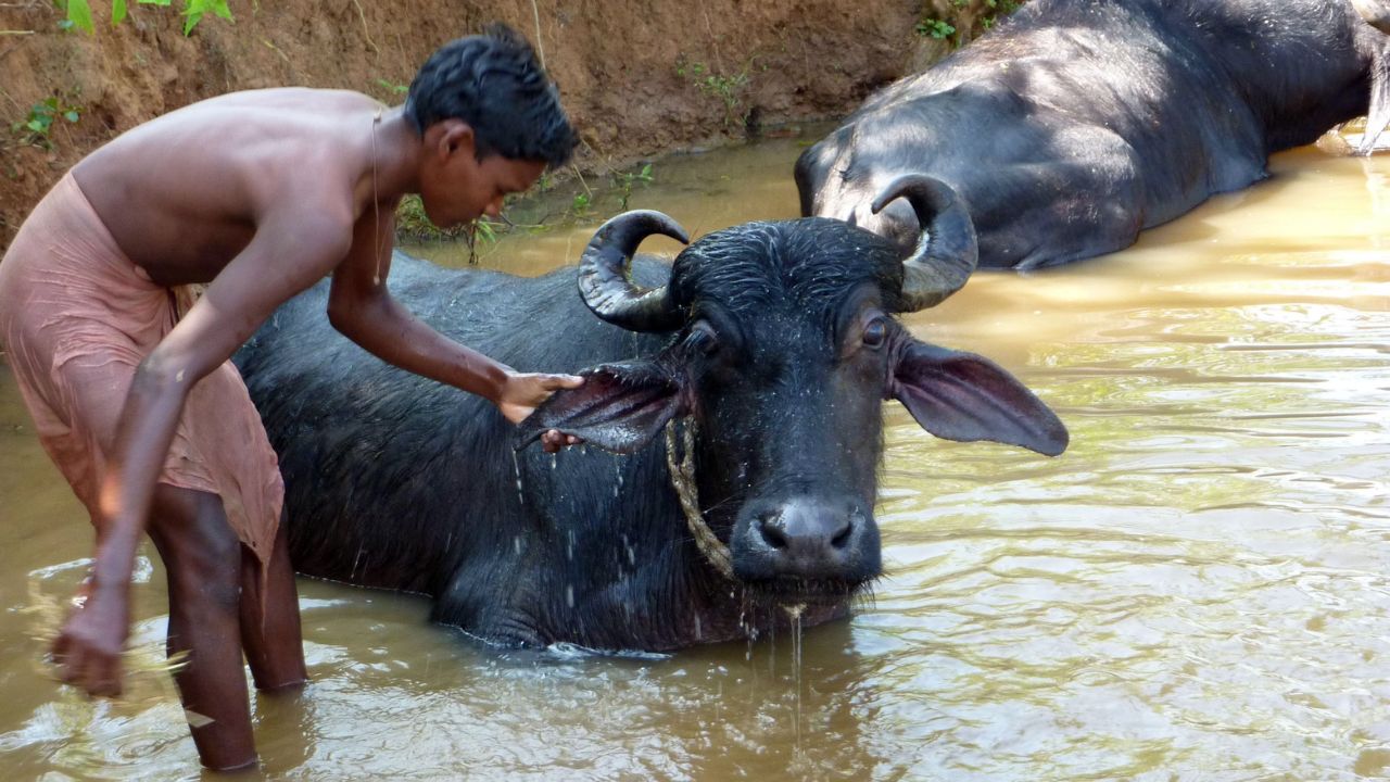 Today Insights What Is Right Time Bathe Buffaloes Learn The Right Method
