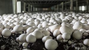 Mushroom Farming: मशरूम फार्मिंग शुरू कैसे करें? कम मेहनत और कम पानी में बंपर मुनाफे का जानें पूरा प्लान