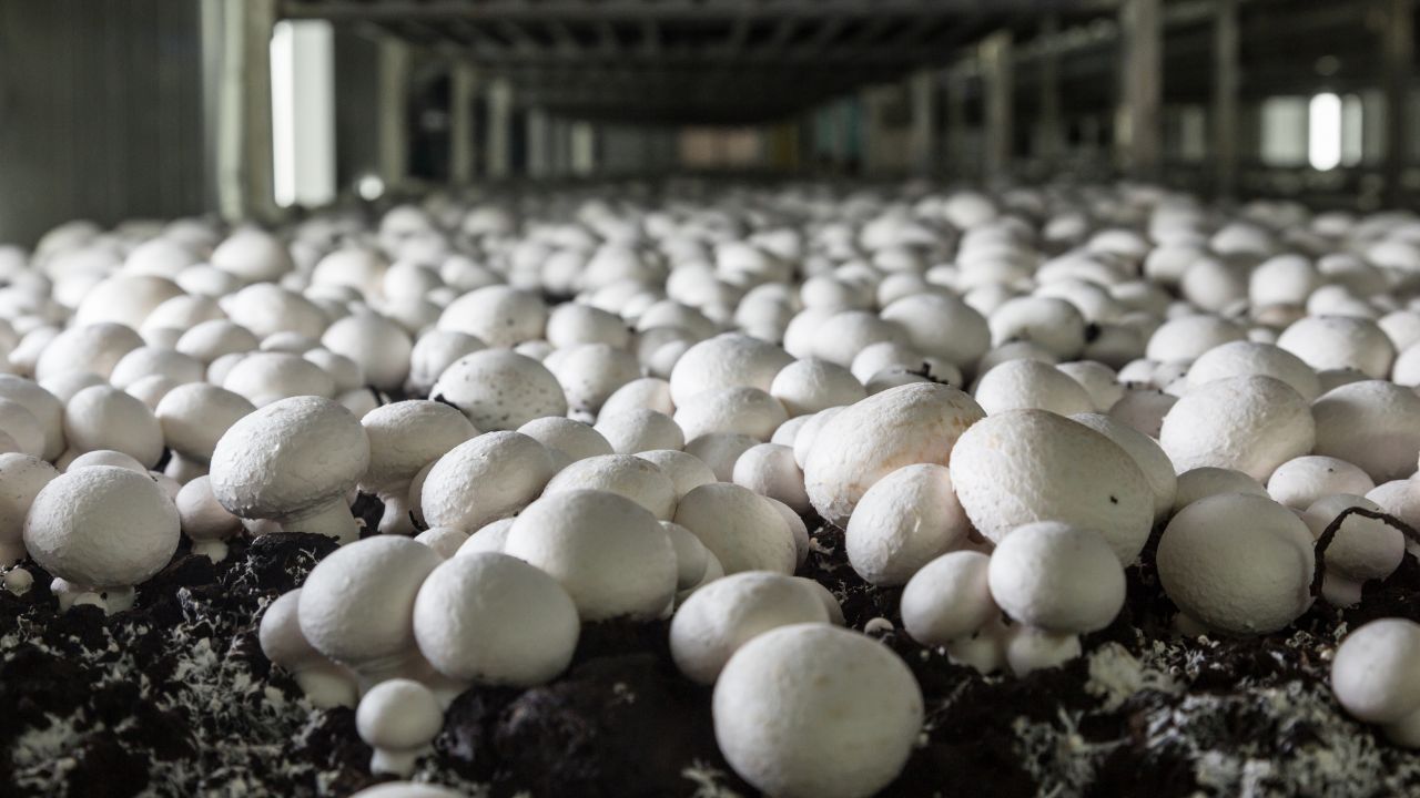How To Start Mushroom Farming Know The All Setup Plan Download Checklist
