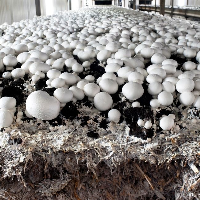 Mushroom Farming Guide, Mushroom Farming setup, Mushroom Farming materials