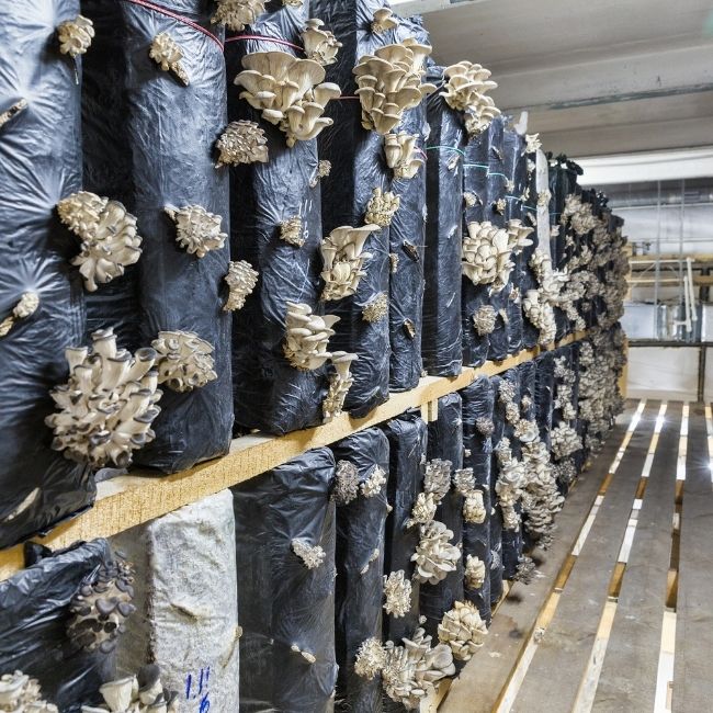 Mushroom Farming Guide, Mushroom Farming setup, Mushroom Farming materials