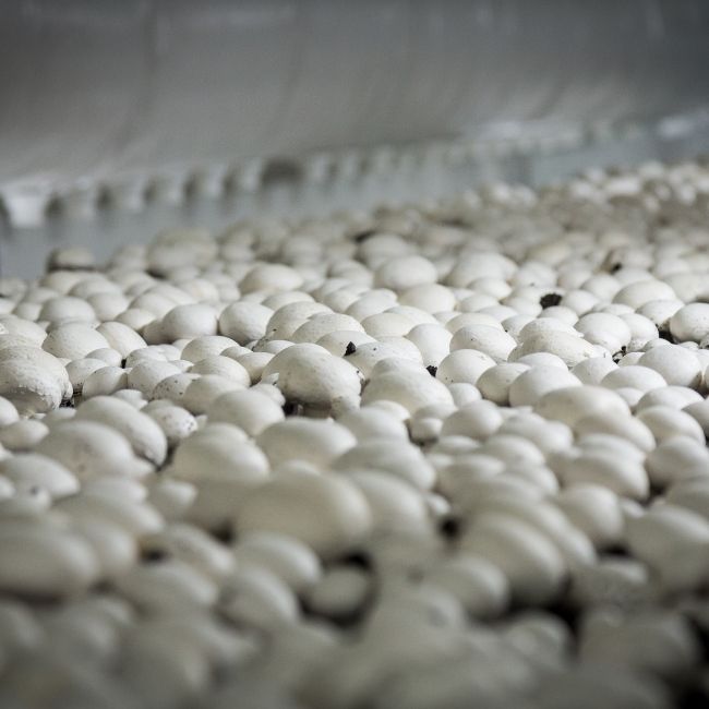 Mushroom Farming Guide, Mushroom Farming setup, Mushroom Farming materials