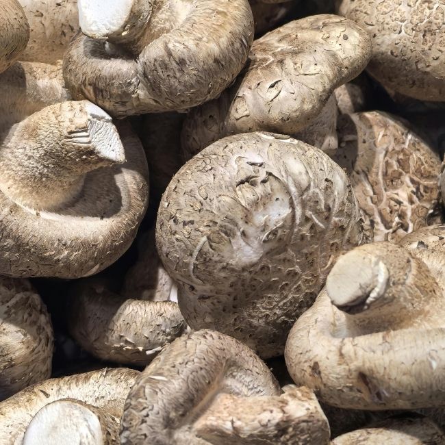 Mushroom Farming Guide, Mushroom Farming setup, Mushroom Farming materials