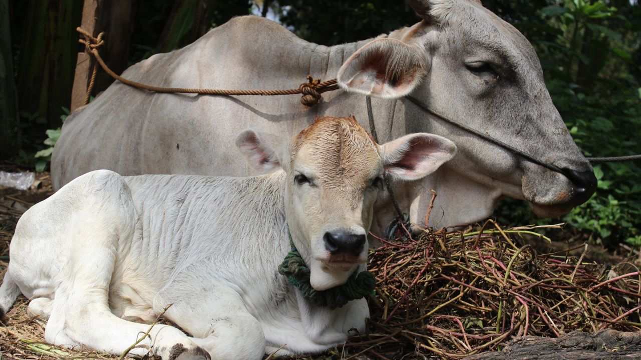 Attention Livestock Farmers State Government Issued New Guidelines Protect Against Cold Waves Avoid These Major Mistakes