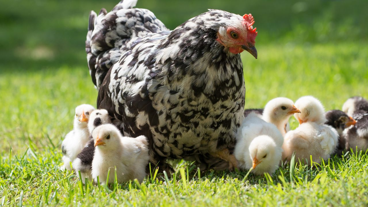 Are You Also Confused Find Out Who Science Says Winner Battle Between Chicken And Egg