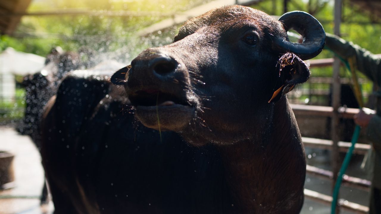 Daily Income With Less Effort High Milk Yielding Buffalo Change Fortunes Farmers