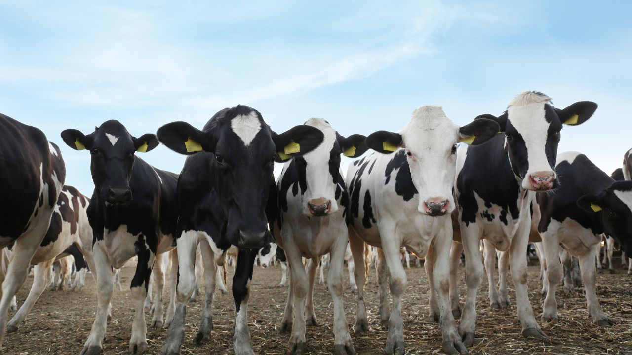 Is Milk Production Declining Winter Change Your Diet Keep Your Cows And Buffaloes Healthy And Increase Their Milk Production