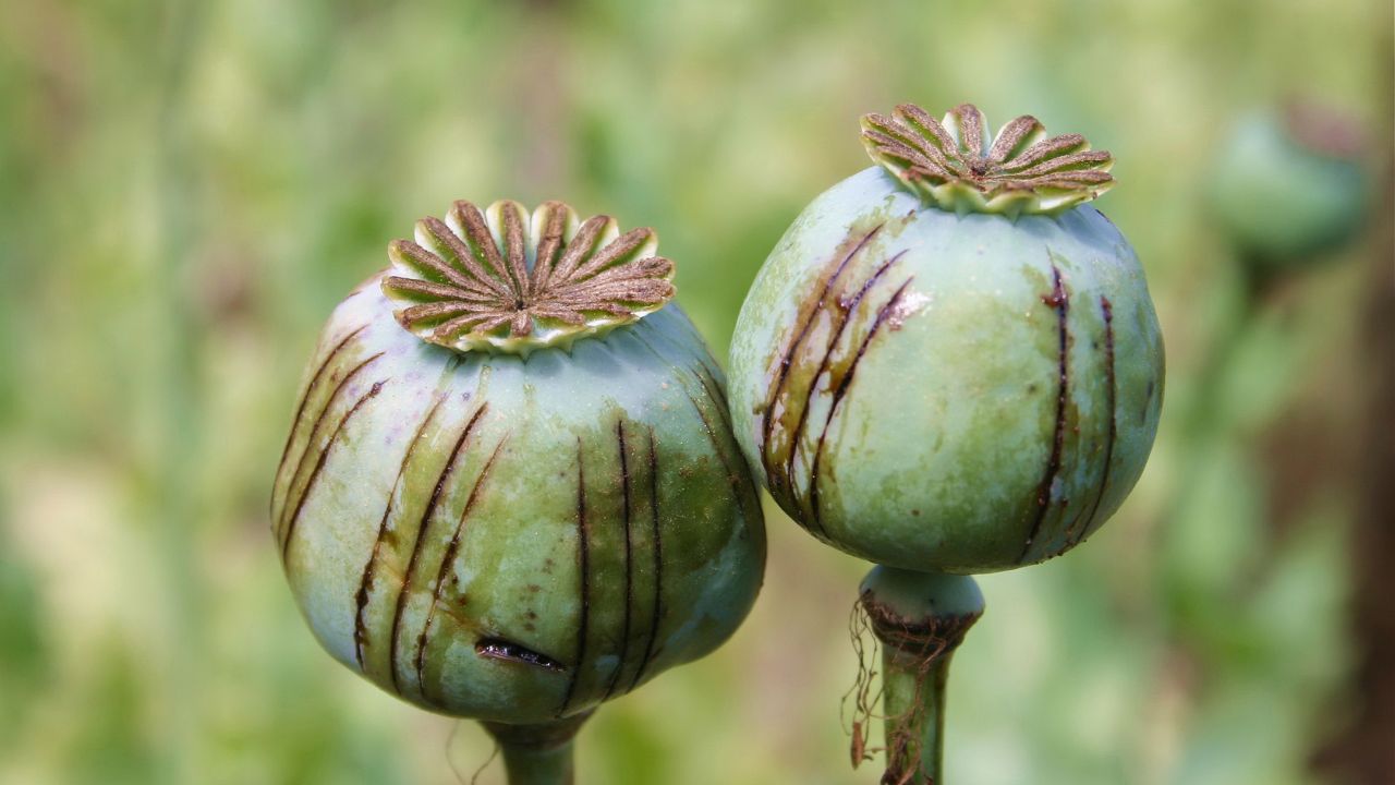Do You Want Cultivate Opium Poppy Learn About Entire Process Seed To Harvest