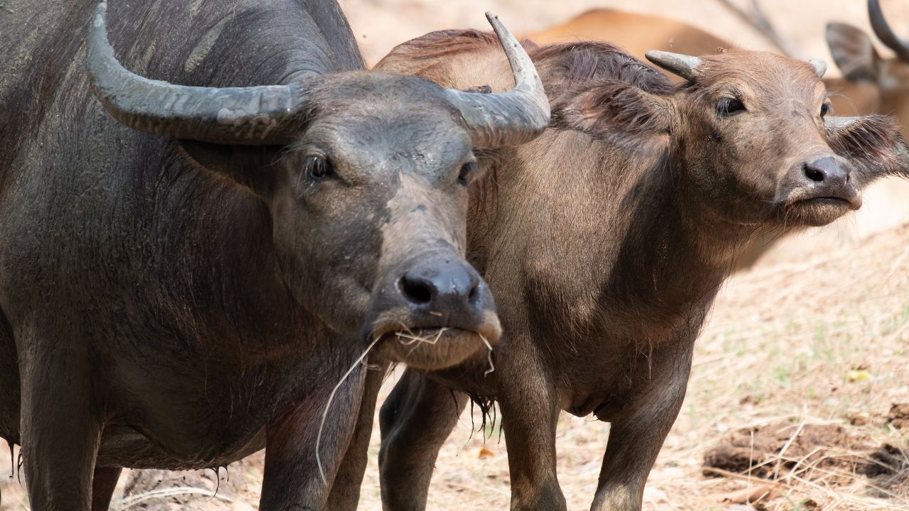 डेयरी फार्मिंग का सीक्रेट फॉर्मूला, 5 पशुओं से हो सकती है महीने में 50000 रुपये की कमाई