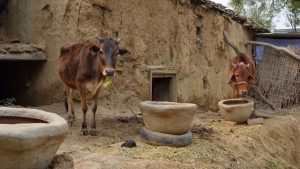 पशु के बार-बार रिपीट होने से हैं परेशान? अपनाएं ये अचूक उपाय, ठहर जाएगा गर्भ! पशु के बार-बार रिपीट होने से हैं परेशान? अपनाएं ये अचूक उपाय, ठहर जाएगा गर्भ!