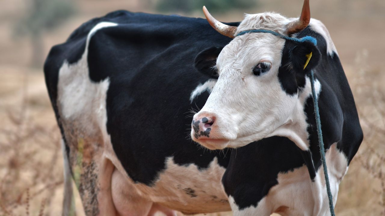 अगर पशु के मुंह से गिर रही है लार तो इसे मामूली न समझें, आपके पूरे बाड़े को साफ कर सकती है ये बीमारी