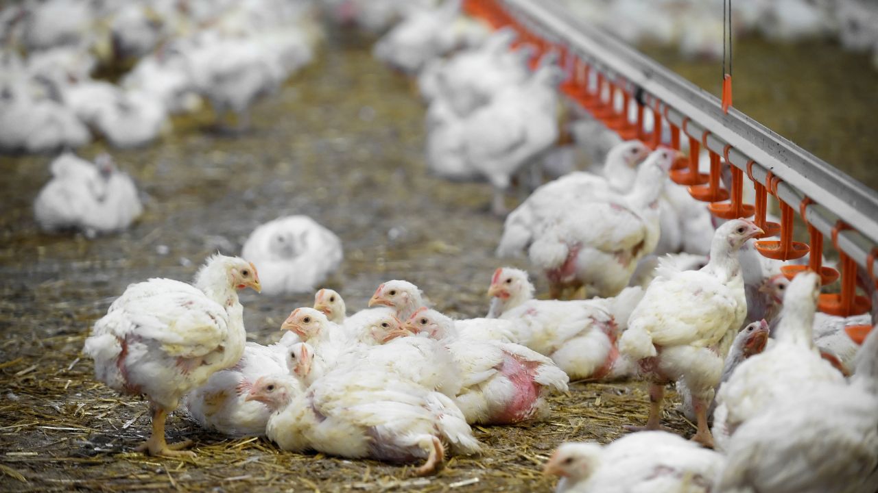 पोल्ट्री फार्म में तबाही मचा रही है ये जानलेवा बीमारी, मुर्गियों में दिखें ये लक्षण तो तुरंत हो जाएं सावधान!