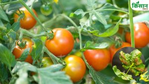 Today’s Insights: क्या आपके टमाटर के पौधे भी बन रहे हैं झाड़ी? लीफ कर्ल वायरस से निपटने के रामबाण उपाय जानें