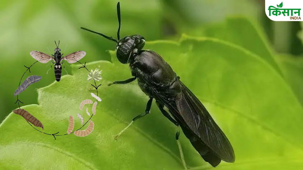 कचरे को काले सोने में बदल देगी यह खास मक्खी, पशुपालन और खेती में लागत घटाकर किसानों को बनाएगी मालामाल!