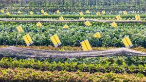 महंगे कीटनाशकों को कहें बाय-बाय! खेती का ये 8 रुपये वाला देसी जुगाड़ देख आप भी रह जाएंगे हैरान