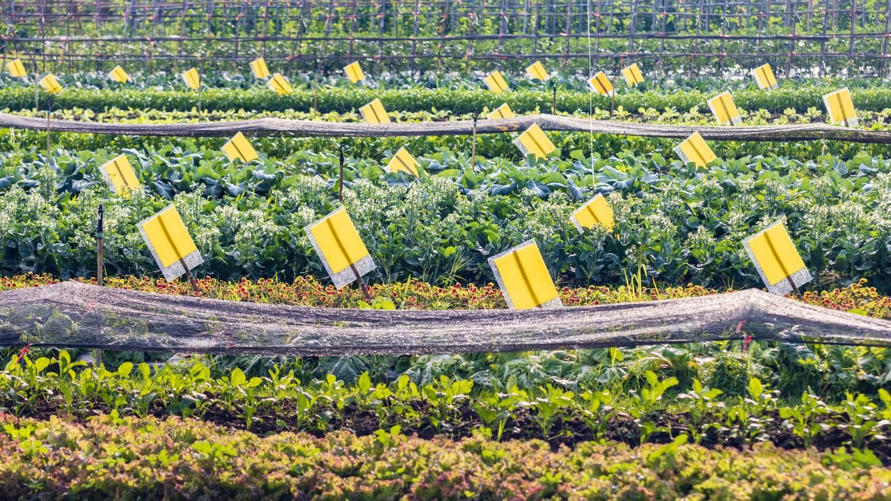 महंगे कीटनाशकों को कहें बाय-बाय! खेती का ये 8 रुपये वाला देसी जुगाड़ देख आप भी रह जाएंगे हैरान