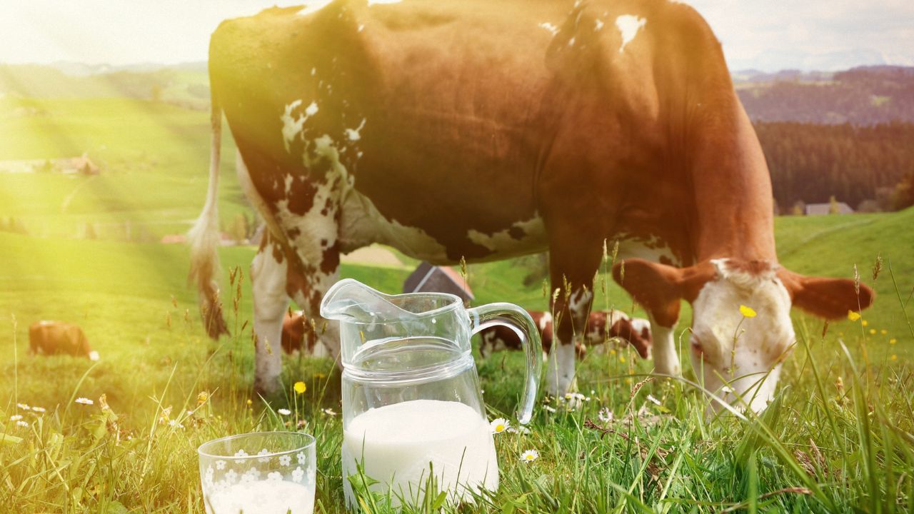 बाजार का महंगा दाना भी फेल? आजमाएं ये जादुई देसी डाइट, बाल्टी भर-भरकर दूध देगी आपकी गाय-भैंस