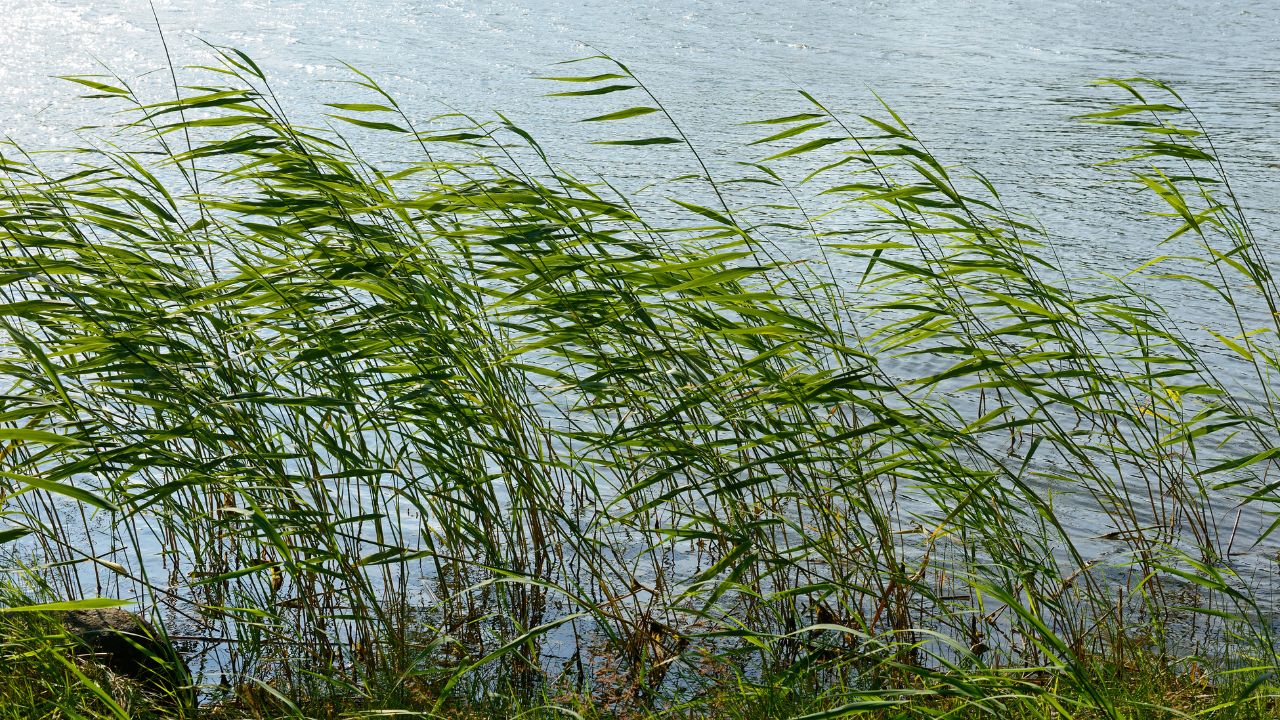 Today’s Insights: तेज हवाओं का अलर्ट, खड़ी फसलों को गिरने से बचाने के लिए तुरंत करें ये उपाय