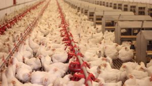 Poultry Winter Management : चूजों के लिए काल बन सकती है सर्दी! बचाव के लिए अपनाएं ये देसी जुगाड़