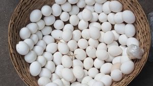 टोकरी छोटी पड़ जाएगी! पाल लें ये 5 जादुई मुर्गी, जो साल भर देती हैं रिकॉर्ड तोड़ अंडे