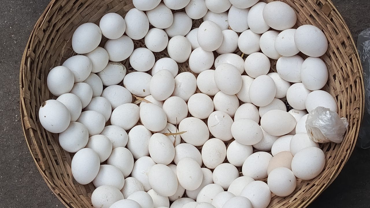 टोकरी छोटी पड़ जाएगी! पाल लें ये 5 जादुई मुर्गी, जो साल भर देती हैं रिकॉर्ड तोड़ अंडे