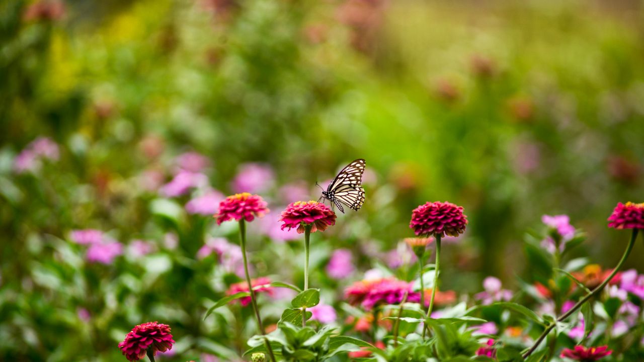 Are You Not Getting Flowers In Your Garden Try This Home Grown Method