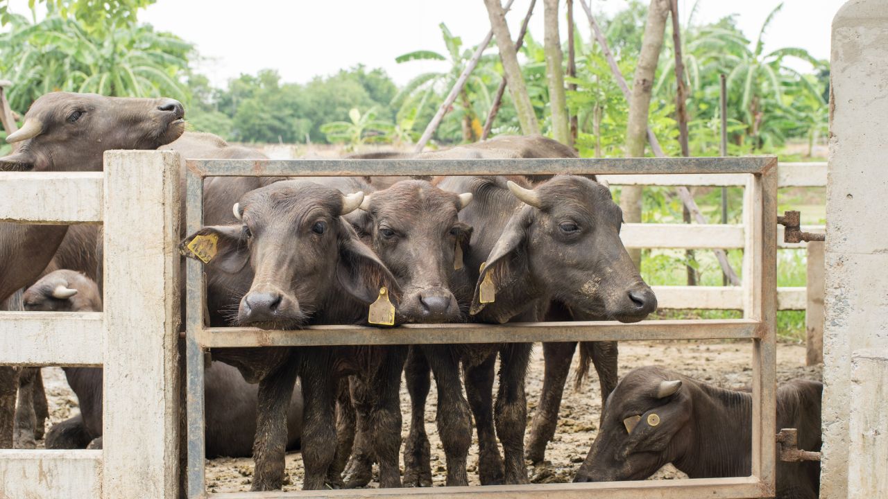 Dairy Farming Are You Making These 3 Mistakes Easy Ways Increase Your Buffalo Milk Production
