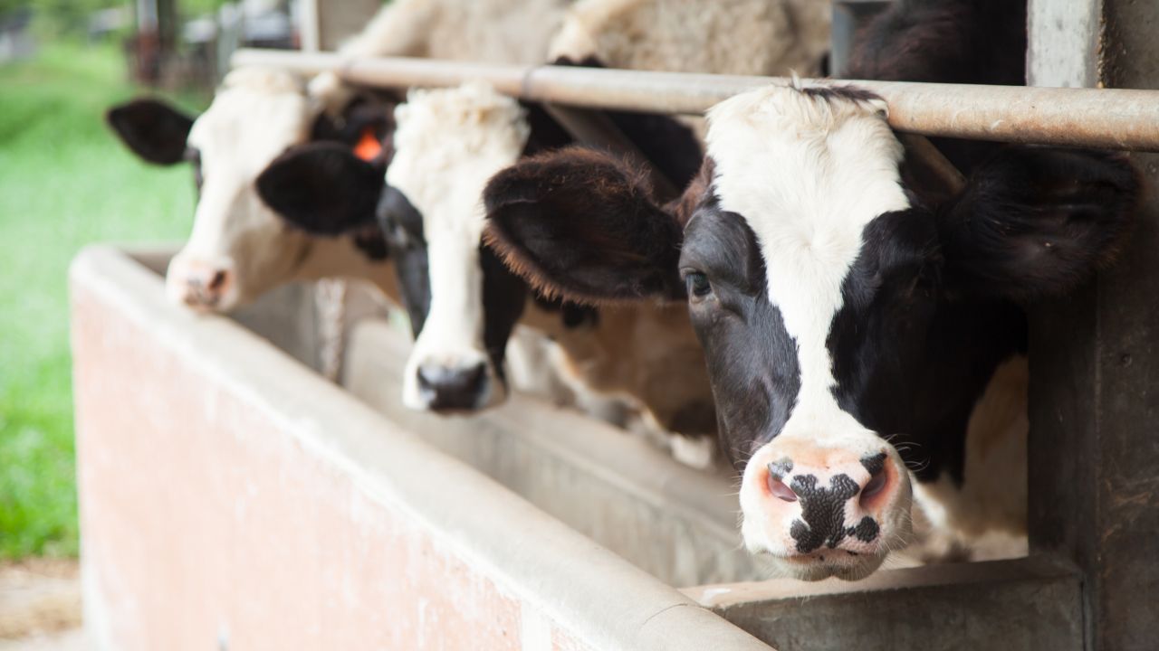 Madhya Pradesh Government Provide Assistance Of Up To Rs 8 40 Lakh Livestock Farmers Huge 5 Percent Interest Discount Available