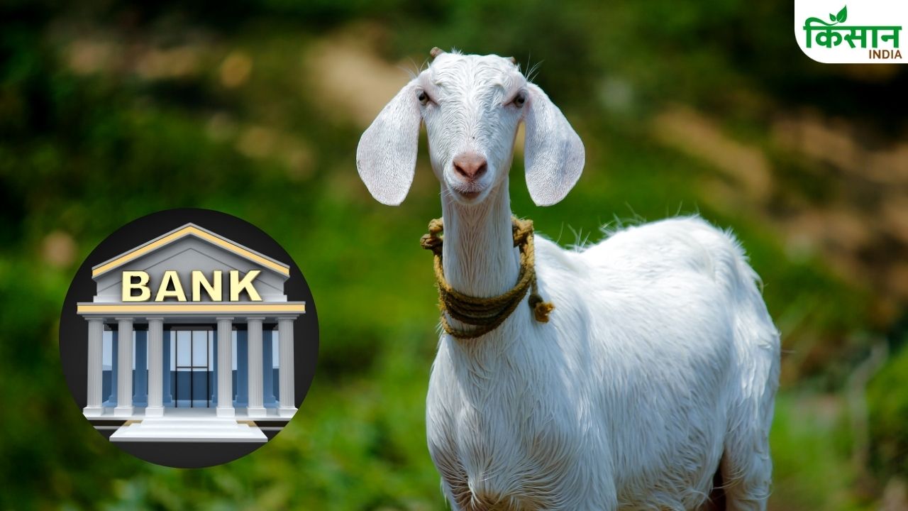 Goat Bank For Poor Prime Minister Modi Also Praised It One Goat Changed Fate Thousands Women