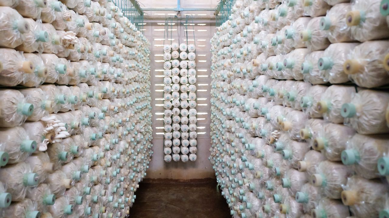 Bihar Government Mushroom Farming Subsidy Low Investment Business Idea