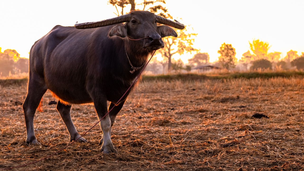 Why Luit Buffalo So Special For Which Farmer Jitul Received National Award
