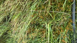 हैरान कर देगी ये तकनीक..बिना मिट्टी सिर्फ पानी से 7 दिन में तैयार करें चारे का ढेर, बचाएं पैसा