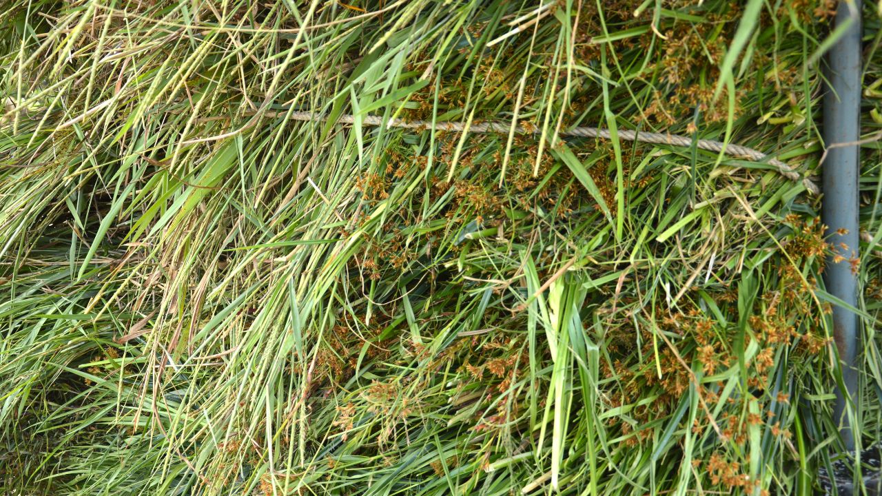 Hydroponic Fodder Technique Surprise Cattle Farmers To Prepare Pile Fodder In 7 Days Without Soil Just With Water Save Money