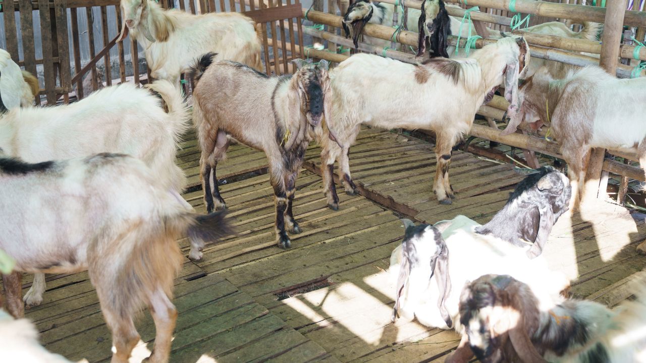 Goat Framing Bournvita Horlicks Goats Faster Growth And Stronger Health Just 40 Rupee Per Kilo