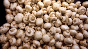 खेतों में खिली सफेद सोना की फसल.. मशरूम उत्पादन में बिहार बना देश का नंबर-1, अब कचरे से होगी मोटी कमाई!