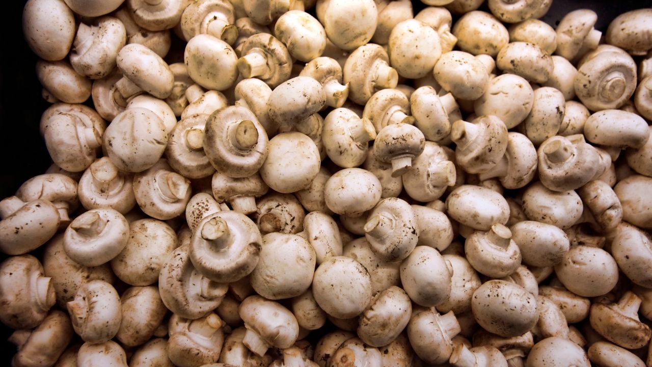 Bihar Mushroom Production Rank 1 Updates Now Huge Profit Made From Waste