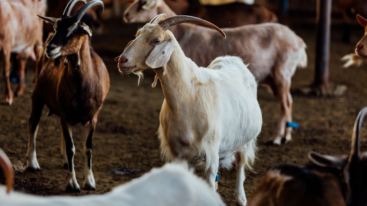 This Small Mosquito Become Death Trap Goats If Your Tongue Turning Blue Then Immediately Adopt Remedy