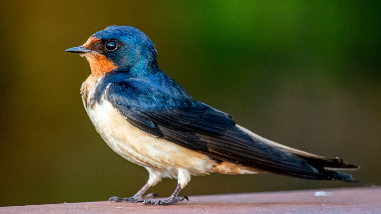 Barn Swallow Bird Security Guard Farmers Diving From Sky Protecting Your Crops Learn About Its Qualities