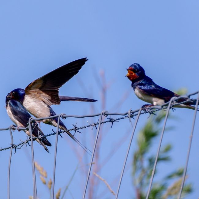 Barn Swallow Bird, Farmers Friend Bird, Natural Pest Control, Migratory Birds India