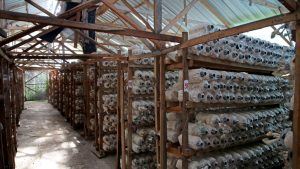 Mushroom Farming : धान-गेहूं छोड़िए.. मशरूम की खेती से बदलेगी किस्मत, सरकार भी दे रही सब्सिडी Mushroom Farming : धान-गेहूं छोड़िए.. मशरूम की खेती से बदलेगी किस्मत, सरकार भी दे रही सब्सिडी
