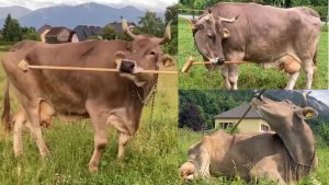 गायों की आइंस्टाइन वेरोनिका..पहली बार गाय ने दिखाया औजार चलाने का कमाल, वैज्ञानिक रह गए हैरान!