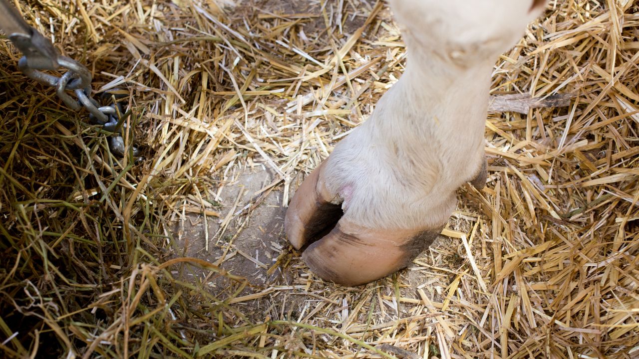 If Weather Changes Animals Also At Risk Foot And Mouth Disease Can Reduce Milk Production Up 80 Percent