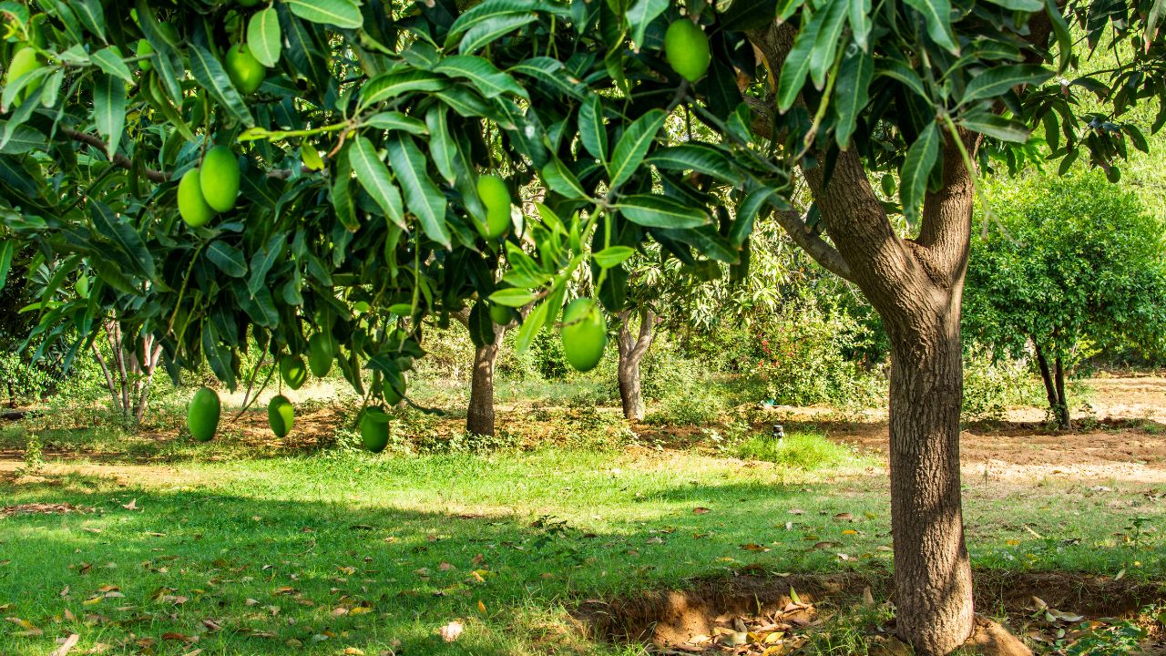 Just Do This Small Thing On Mango Trees Every Insect And Pest Run Away From These Two Things In House