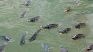 खेती का नया फॉर्मूला, बत्तख मछली और सब्जी से एक साथ किसान करें जबरदस्त कमाई