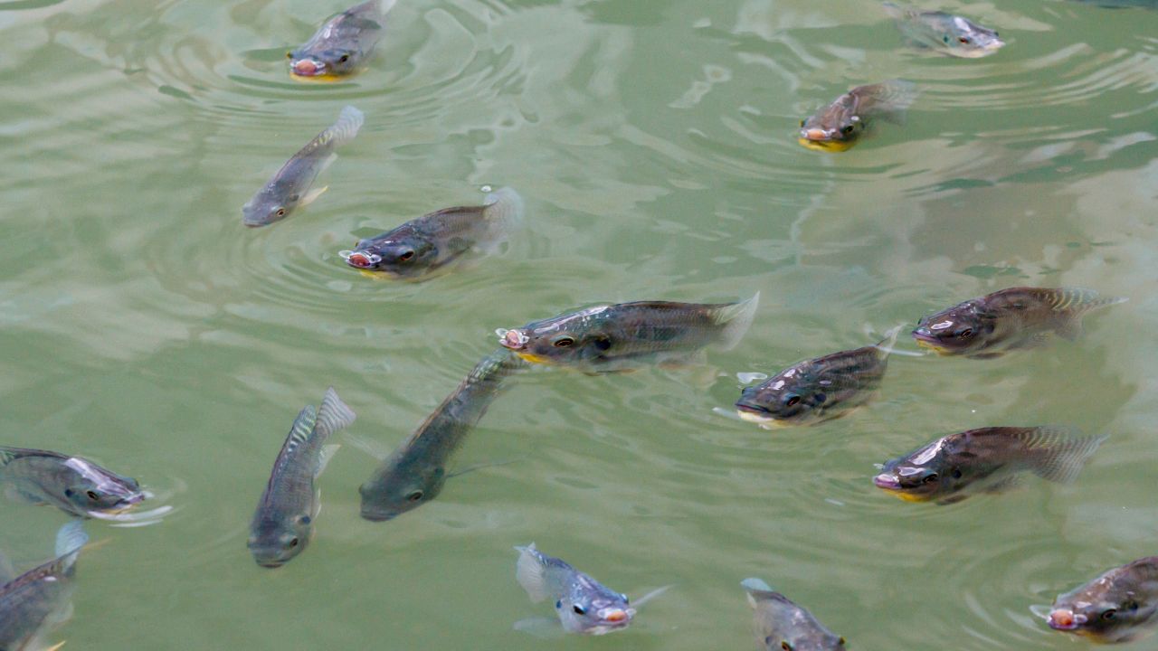 New Farming Formula Emerged Generating Huge Profits From Ducks Fish And Vegetables