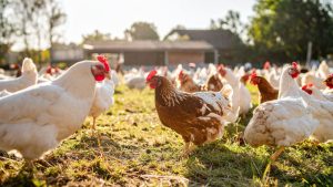 खेती के साथ पशुपालन क्यों बन रहा किसानों की पहली पसंद, जानिए मुनाफे का पूरा गणित यहां