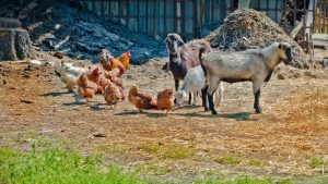 कम पूंजी में ज्यादा मुनाफा चाहते हैं किसान? पशुपालन के ये तीन व्यवसाय बदल सकते हैं आपकी किस्मत