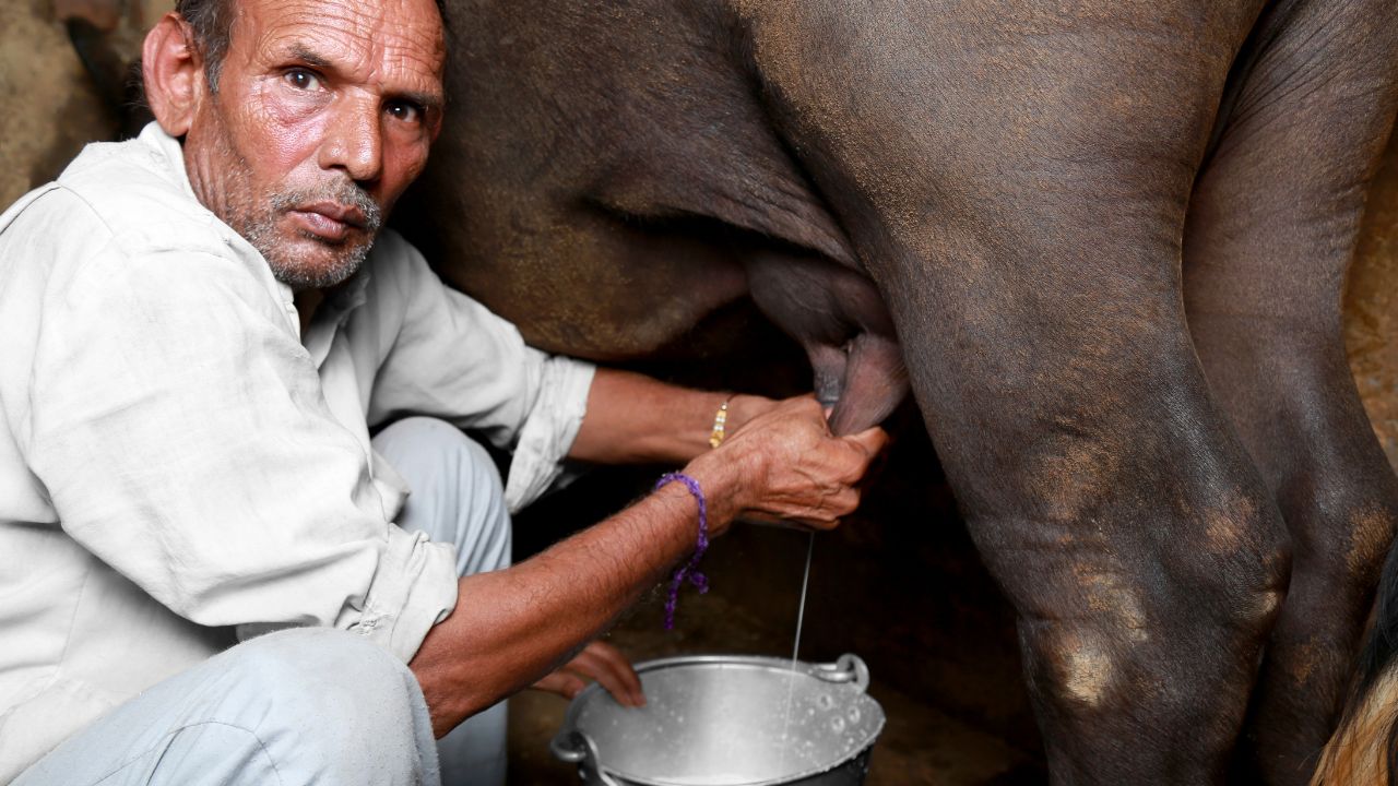 Animals Are Risk Changing Weather These Two Diseases Reduce Milk Production 80 Percent