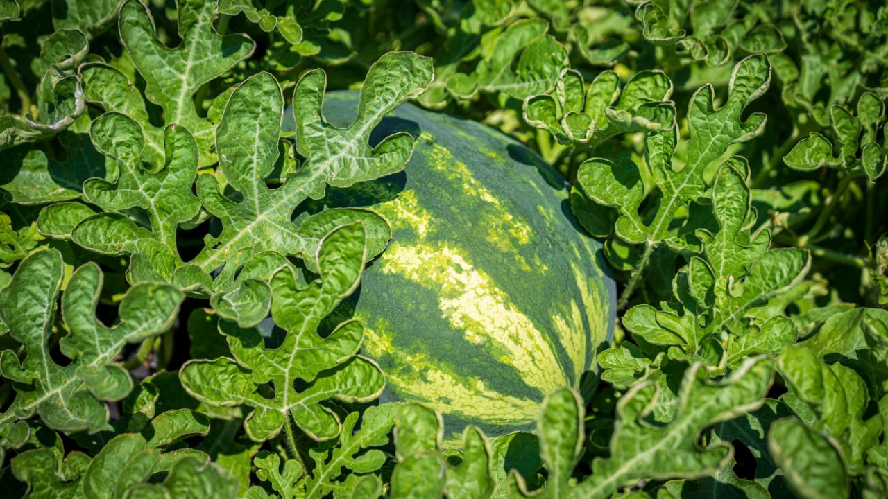 Watermelon Farming In Just 70 Days Farm Yield Pile Notes Farming Become Atm Farmers