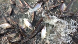 Fish Farming: ये मछली साल में दो बार कराती है कमाई, जानिए फिश फार्मिंग का सही तरीका